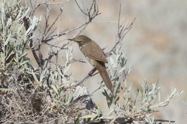 warbler