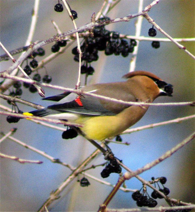 waxwing buckthorn