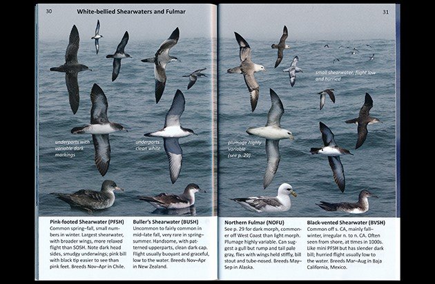 wb shearwaters