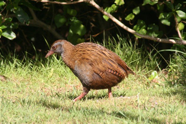 weka