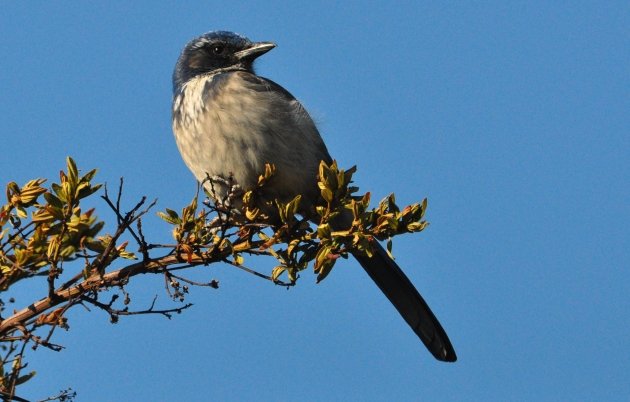 Western Scrub-Jay