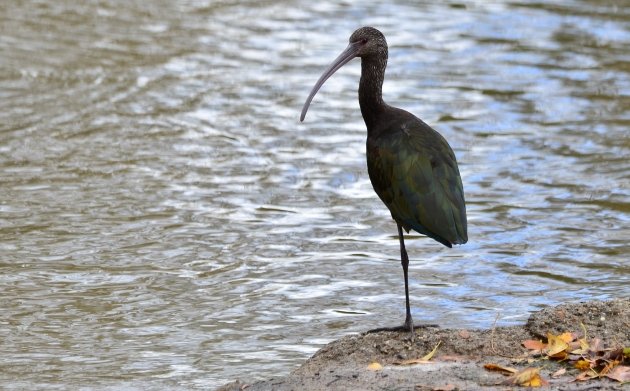 White-faced ibis