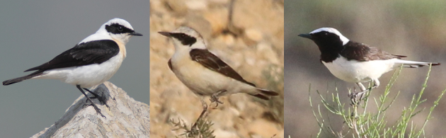 wheatear comparison