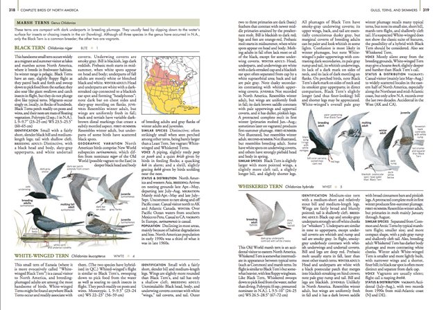 whiskered tern