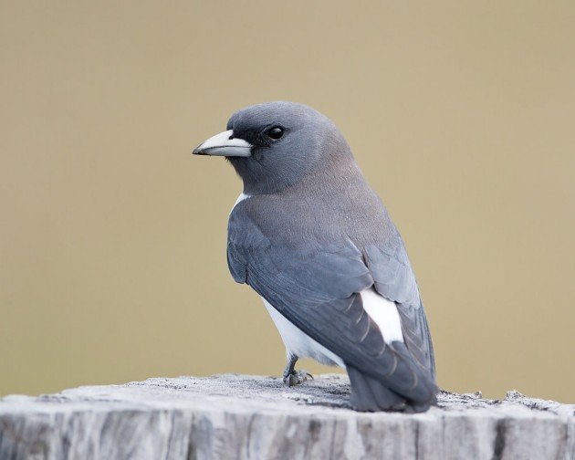 white-breasted woodswallow