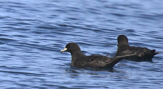 white chinned petrels_ready