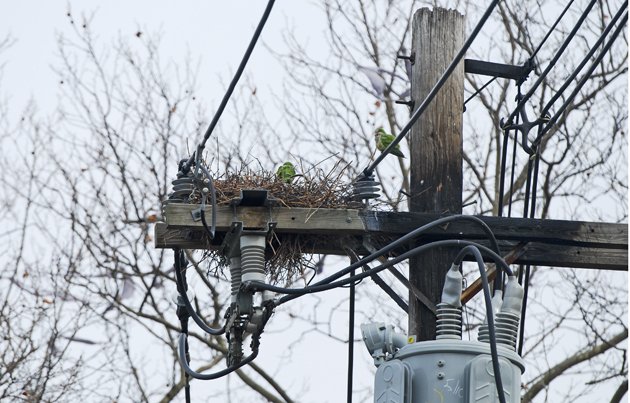 whitestone.monkparakeets.utilitypole.cbc