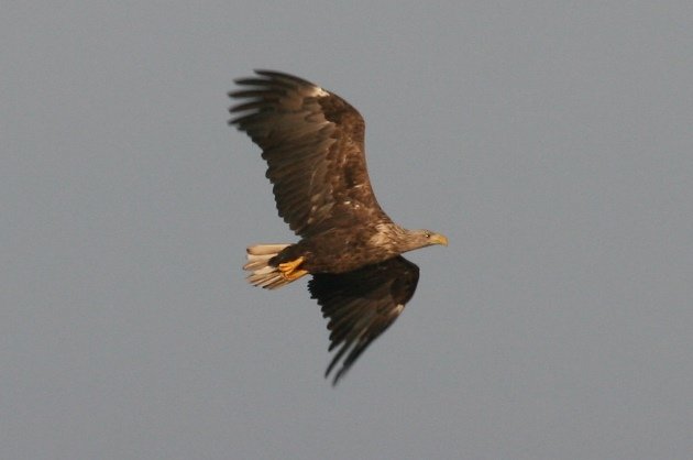 whitetailed eagle2