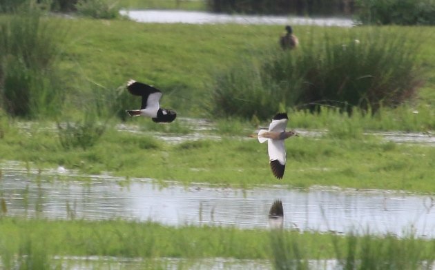 whitetailed lapwing