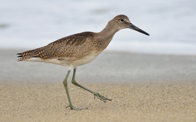 Willet