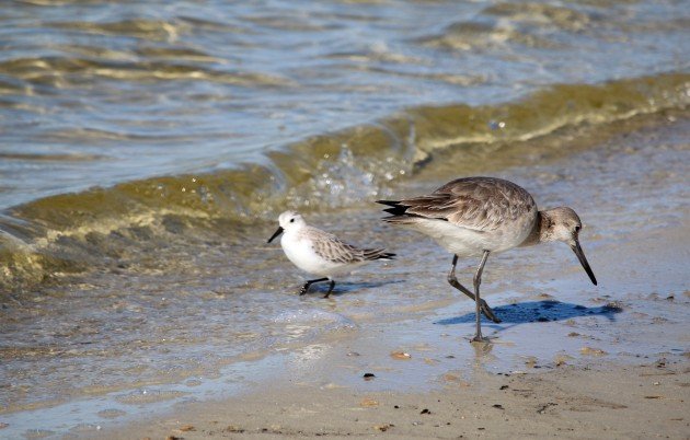 willet, sanderling, nature