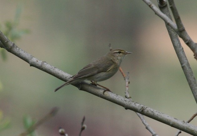 willow warbler