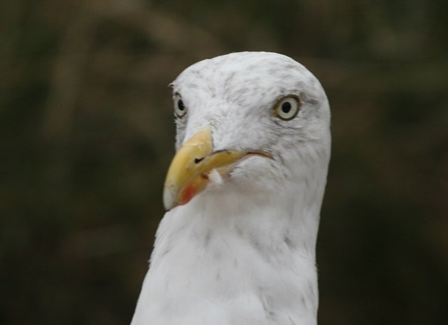 wondrous herring gull