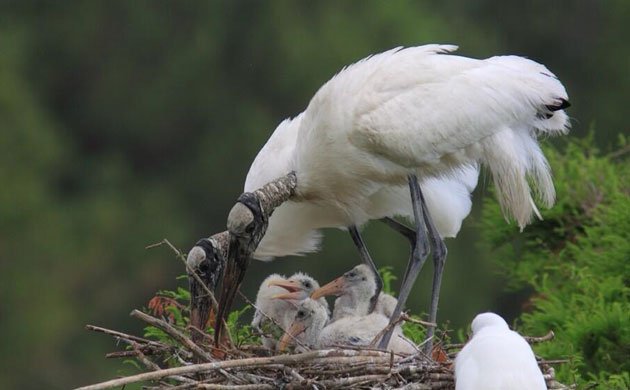 wood-stork-back-from-the-brink_ready