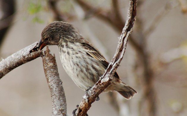 woodpecker-finch