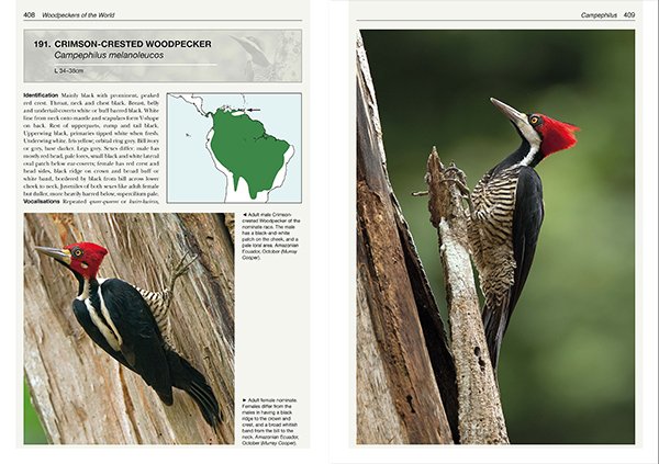 Crimson-crested Woodpecker