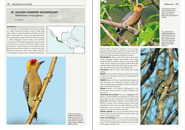 Golden-cheeked Woodpecker