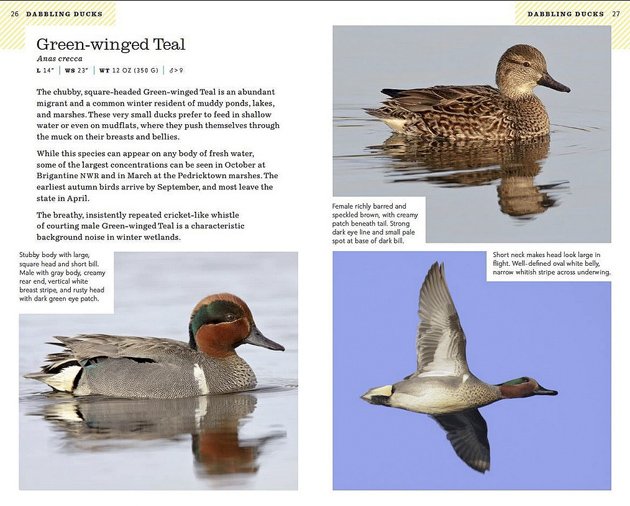 NJ Green-winged Teal 