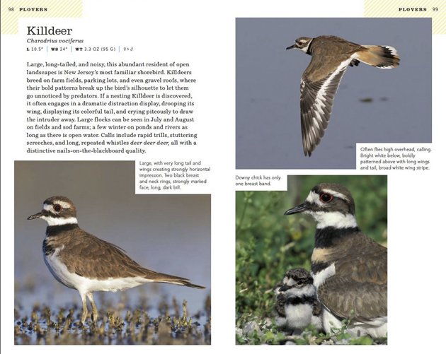 nj wright Killdeer 