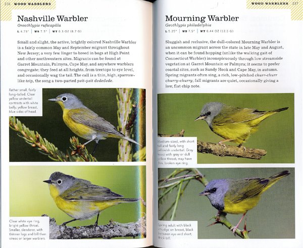 Baby Bird Identification: A North American Guide – Association of Field  Ornithologists