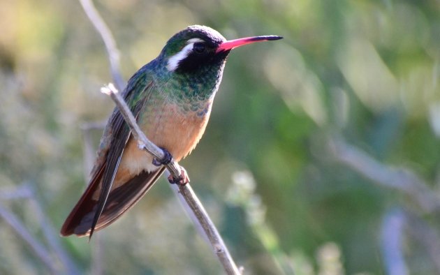 Xantus's Hummingbird