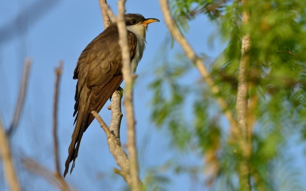 Yellow-billed Cuckoo