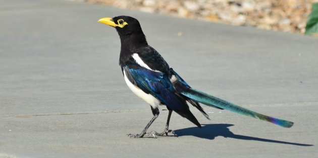 Yellow-billed Magpie