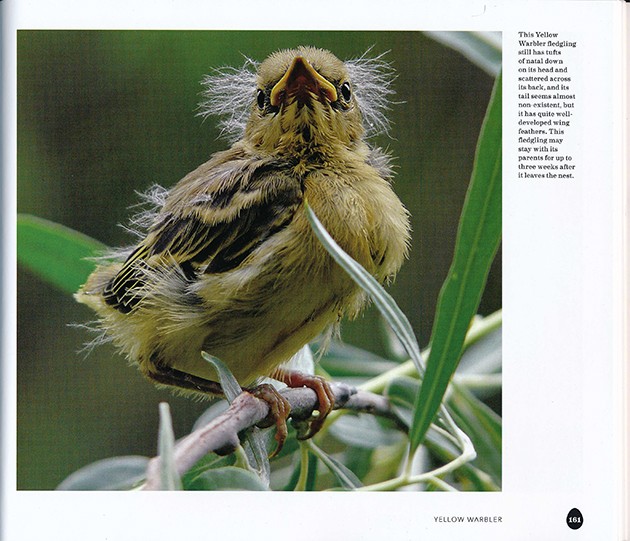 yellow warbler