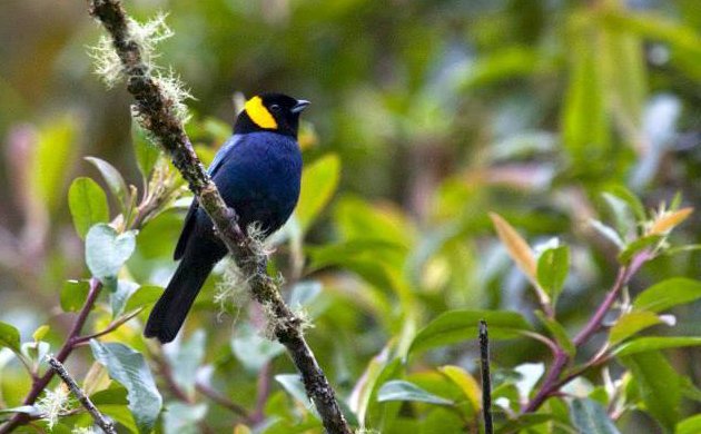 Yellow scarfed tanager