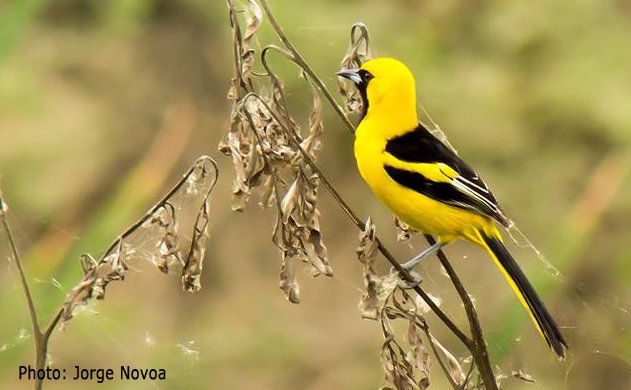 yellow_tailed Oriole