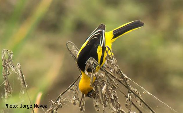 Yellow_tailed Oriole