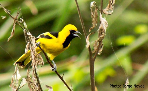 yellow_tailed_oriole_3