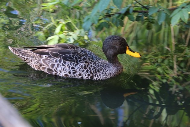 yellowbilled duck