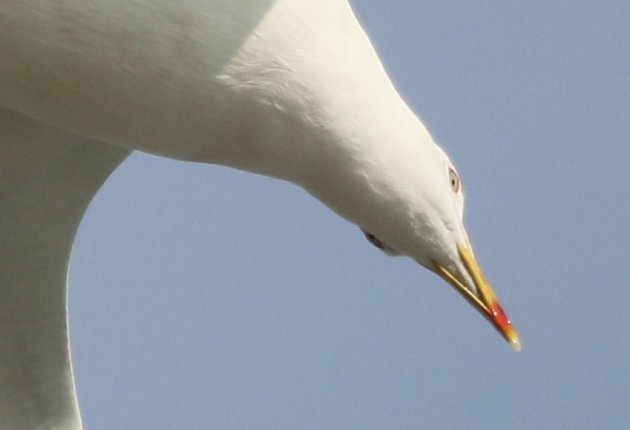 yellowlegged below