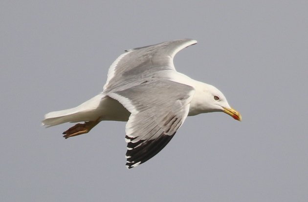 yellowlegged flight