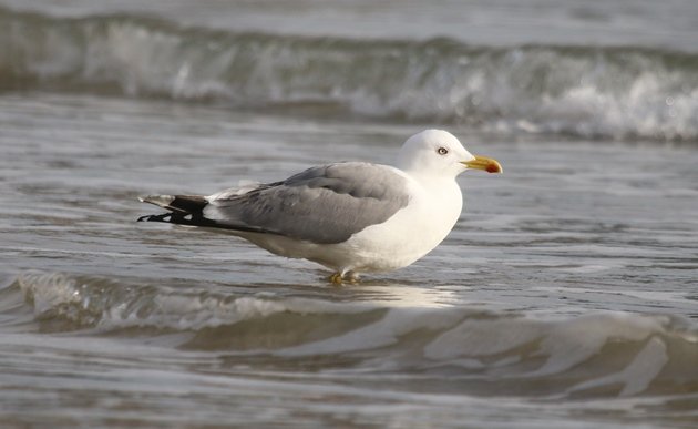 yellowlegged gull 2