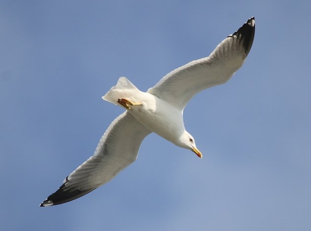 yellowlegged gull 3