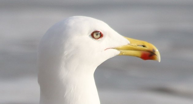 yellowlegged gull portrait