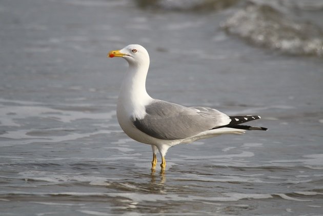 yellowlegged gull1