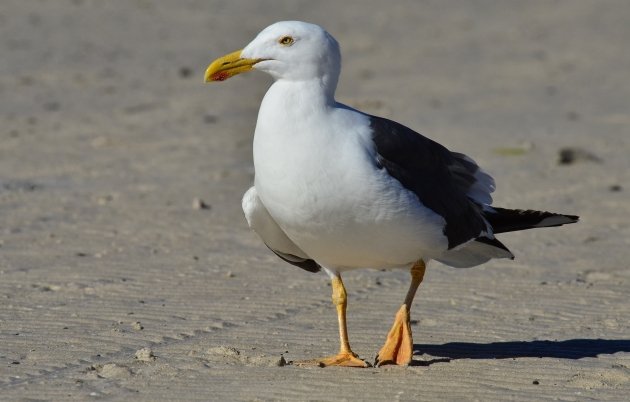 Yellow-footed Gull