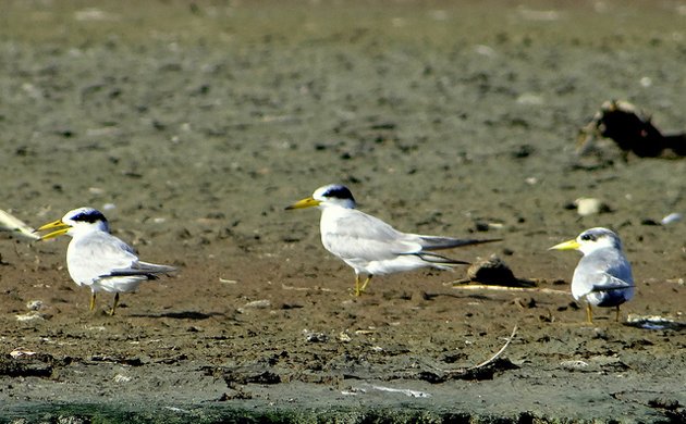 yellow billed tern