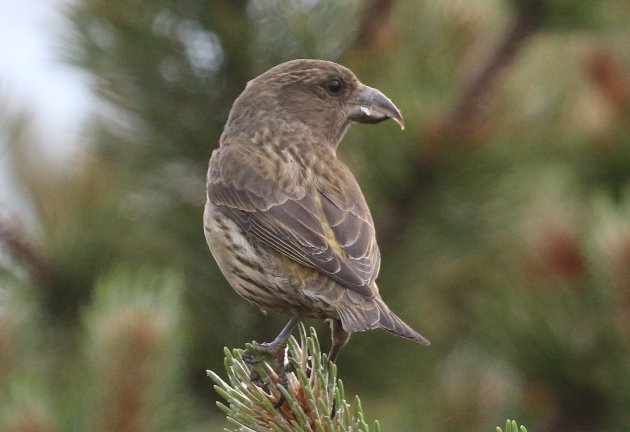young crossbill