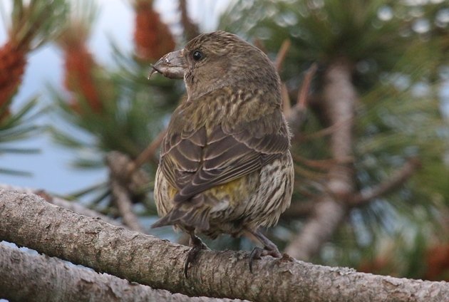young red crossbill