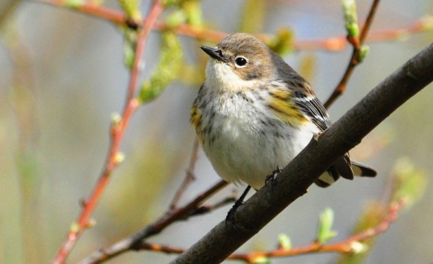 Yellow-rumped Warbler