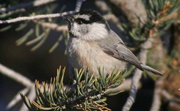 zion Mountain Chickadee