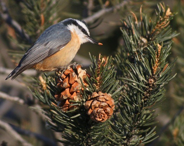 zion Red-breasted Nuthatch