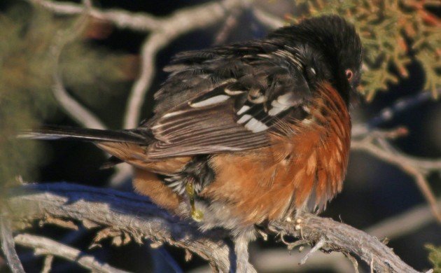 zion Spotted Towhee pooping