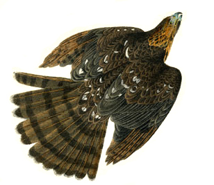 Cooper's Hawk by Audubon