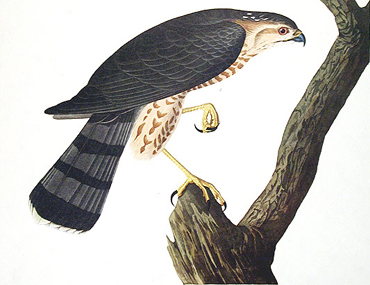 Sharp-shinned Hawk by Audubon