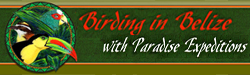 Enjoy amazing birding in Belize with paradise Expeditions!